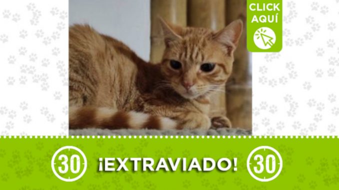 ¿Lo ha visto? "Pepe" se extravió en Los Olivos ¿Lo ha visto? "Pepe" se extravió en Los Olivos