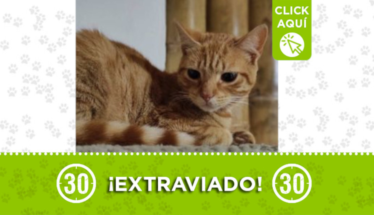 ¿Lo ha visto? "Pepe" se extravió en Los Olivos