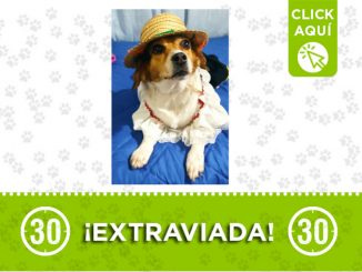 'Perla' se perdió en La Cumbre ¡Comparte! 1 perla
