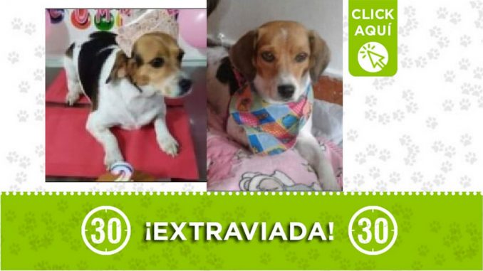 'Perla' se perdió en el barrio La Cumbre de Bello 'Perla' se perdió en el barrio La Cumbre de Bello