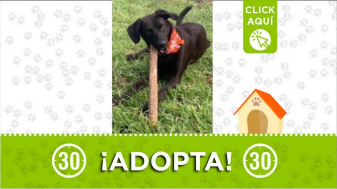 perra adopcion barbosa