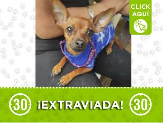 "Canela" se perdió en Aranjuez 8 perra canela aranjuez