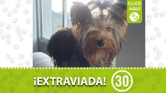 perra perdida vereda copacabana