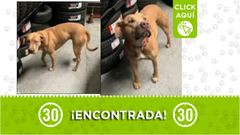 Perrita encontrada en Rionegro