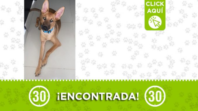 Encontraron esta perrita en Robledo - Pajarito Encontraron esta perrita en Robledo - Pajarito