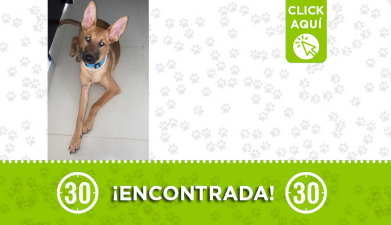 Encontraron esta perrita en Robledo - Pajarito