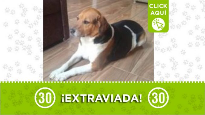 perrita extraviada