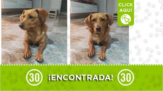Esta perrita fue encontrada en Niquía ¿Es suya? Esta perrita fue encontrada en Niquía ¿Es suya?