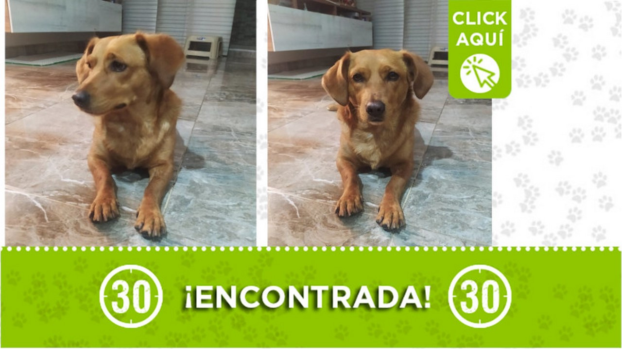 Esta perrita fue encontrada en Niquía ¿Es suya?