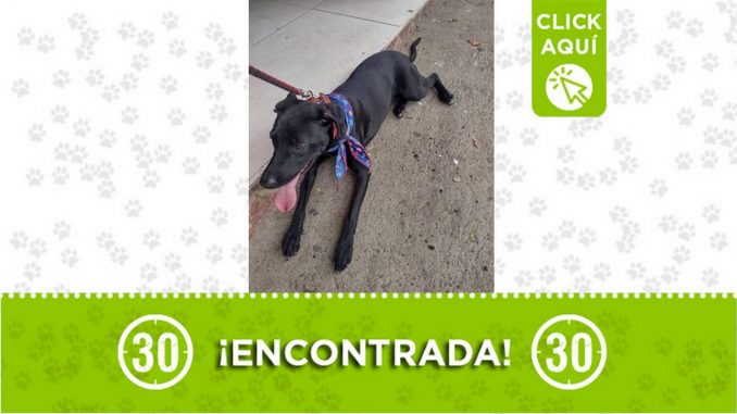 Buscan a los dueños de esta perrita encontrada por el parque de Robledo Buscan a los dueños de esta perrita encontrada por el parque de Robledo