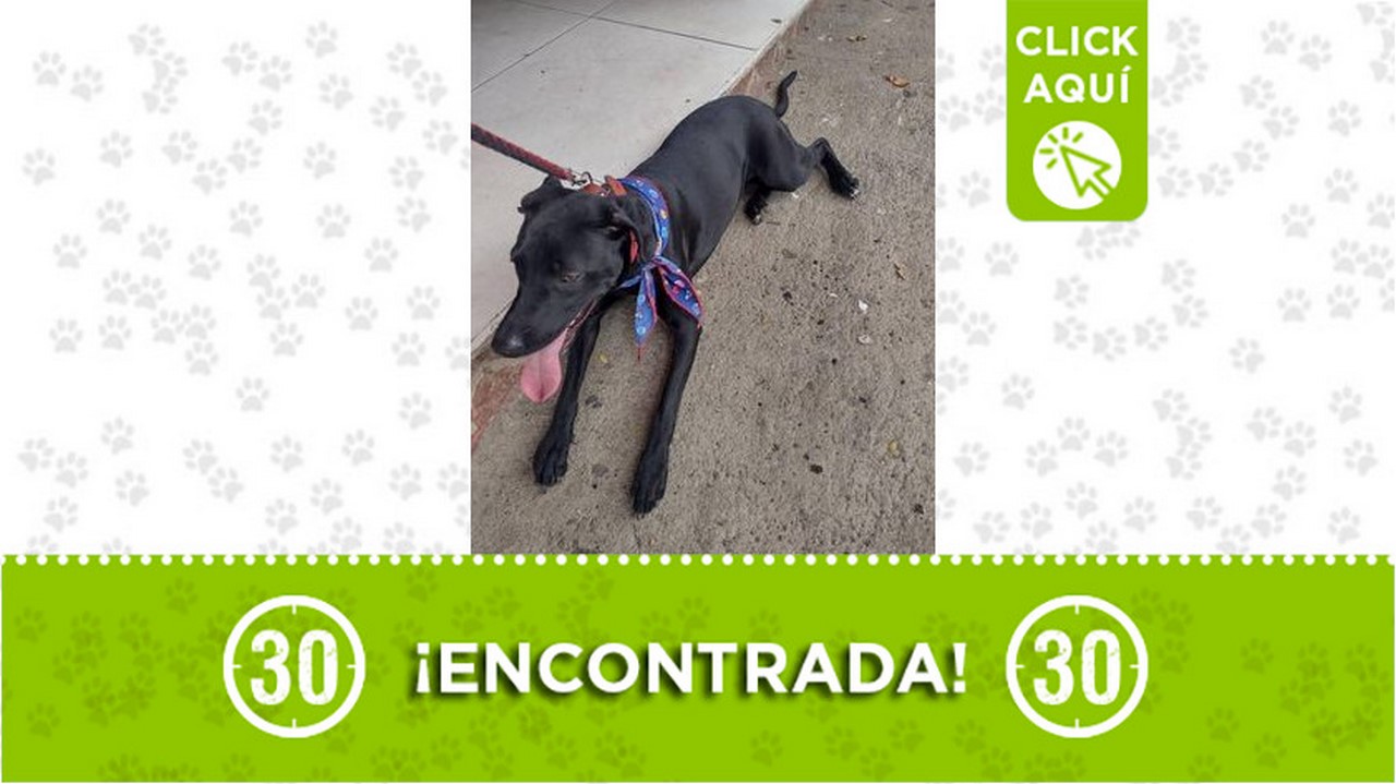 Buscan a los dueños de esta perrita encontrada por el parque de Robledo