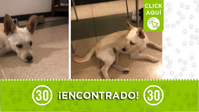 Encontraron este perrito en La Floresta ¿Lo reconoce? Encontraron este perrito en La Floresta ¿Lo reconoce?