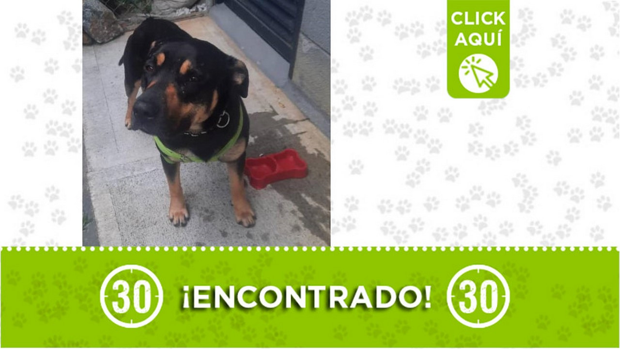 Encontraron este perrito en Robledo - Pajarito