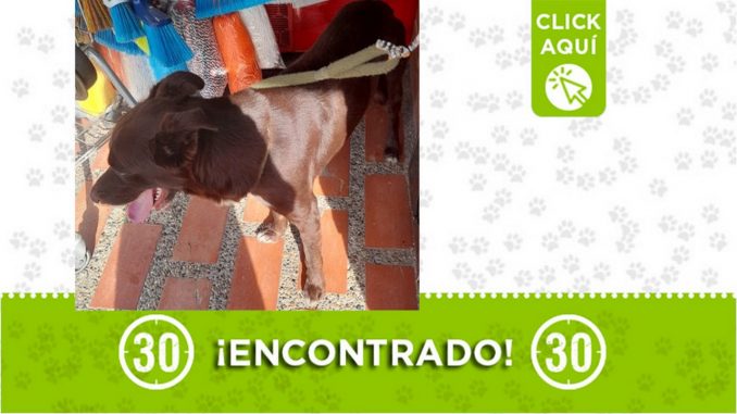 Encontraron este perrito en Itagüí ¿Es suyo? Encontraron este perrito en Itagüí ¿Es suyo?