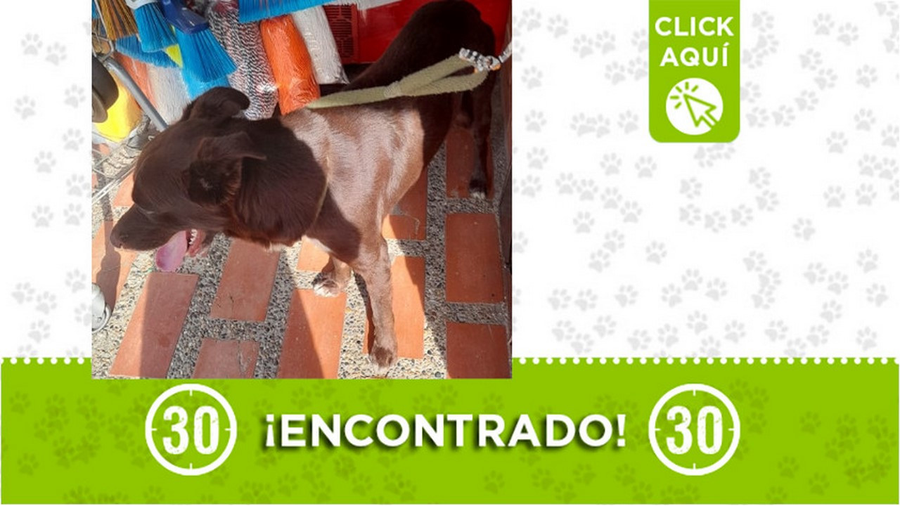 Encontraron este perrito en Itagüí ¿Es suyo?