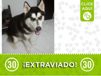 Este perrito se perdió en el 12 de Octubre ¿Lo ha visto? 2 Este perrito se perdió en el 12 de Octubre ¿Lo ha visto?
