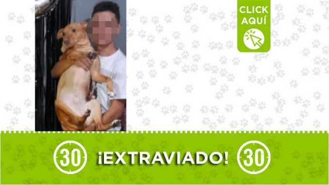 Buscan a este perrito que se perdió en Belén San Bernardo Buscan a este perrito que se perdió en Belén San Bernardo