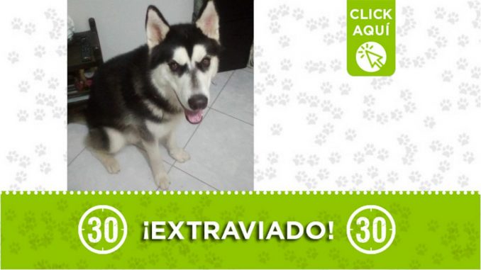 Este perrito se perdió en el 12 de Octubre ¿Lo ha visto? Este perrito se perdió en el 12 de Octubre ¿Lo ha visto?