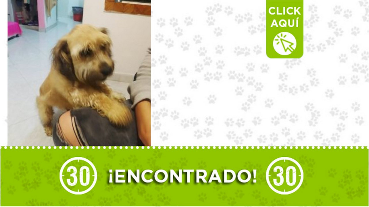 Encontraron este perrito en Manrique Oriental ¿Es suyo?