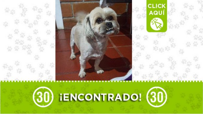 perrito encontrado rionegro
