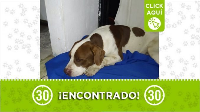 perrito encontrado villa niza