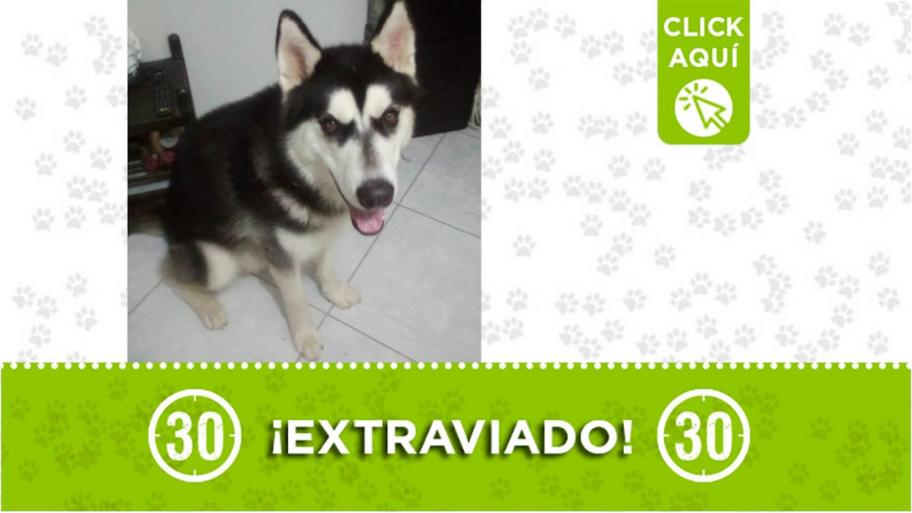 Este perrito se perdió en el 12 de Octubre ¿Lo ha visto?