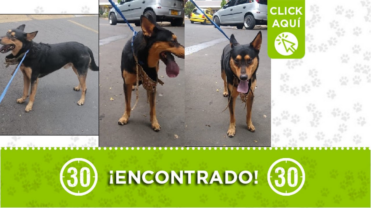 Este perrito fue encontrado en el barrio Pérez de Bello y buscan a sus dueños. Se encuentra con un cuellero azul y bozal militar. Dicen que está muy asustado.