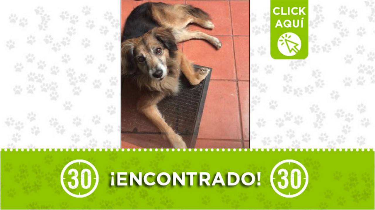 Buscan a los dueños de este perrito encontrado en Robledo