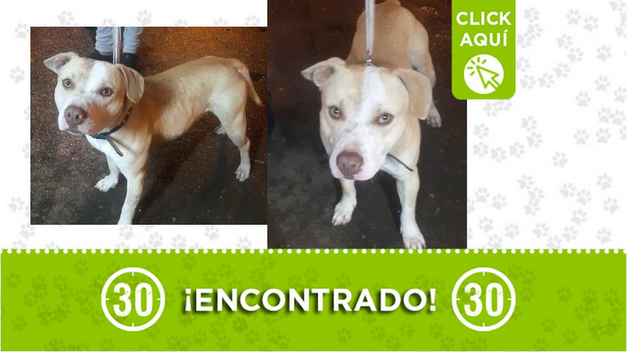 Perrito encontrado