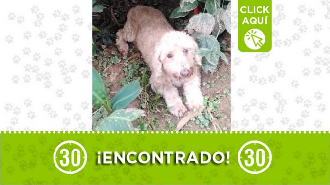 Perrito encontrado Perrito encontrado