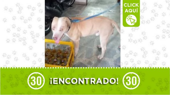 Perrito encontrado Perrito encontrado