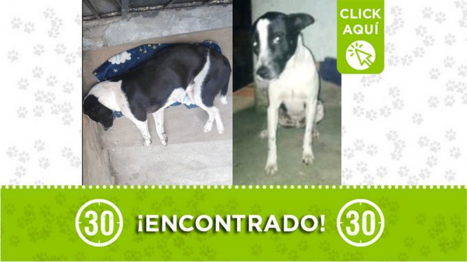Buscan a sus dueños o un hogar definitivo, lo encontraron en Santa Cruz Buscan a sus dueños o un hogar definitivo, lo encontraron en Santa Cruz