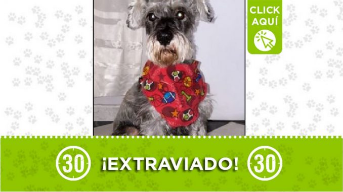 Perrito perdido Perrito perdido