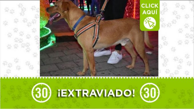perro apolo perdido 2021 campo valdes