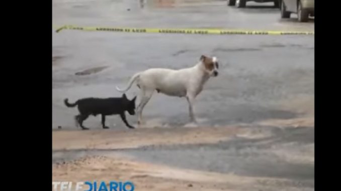 perro encaramado noticiero