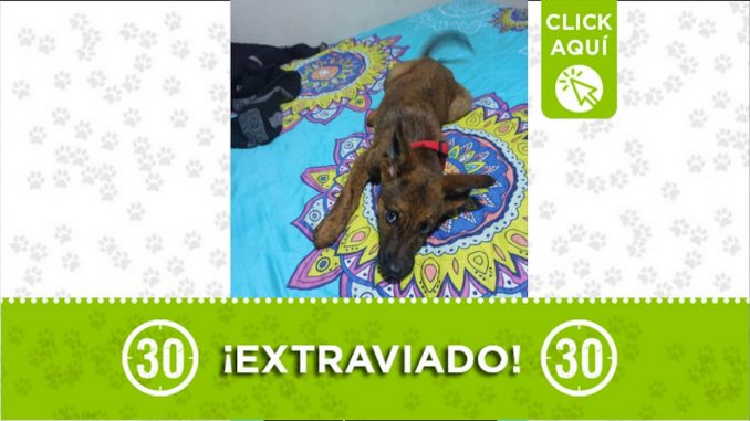 perro eros perdido