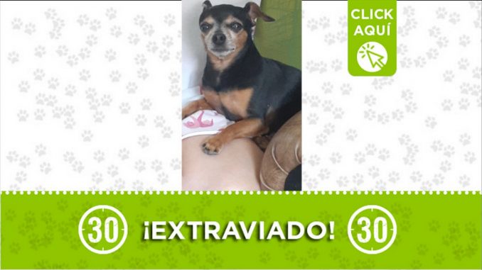 perro larry perdido