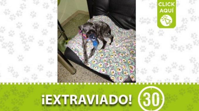perro perdido 20 julio