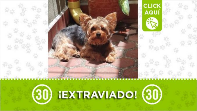 perro perdido azul bello