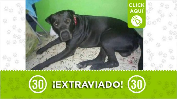 perro pocky perdido 2021