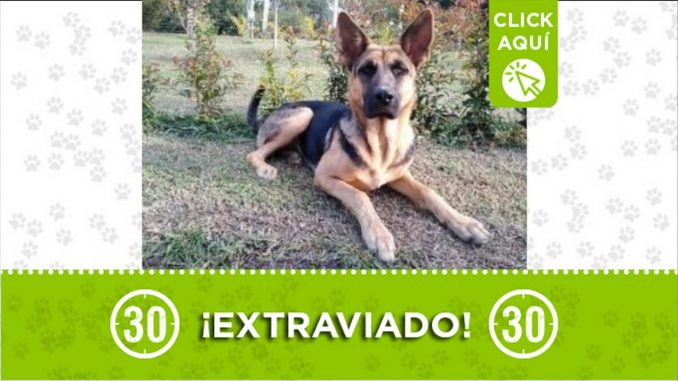 perro sombra perdido el retiro