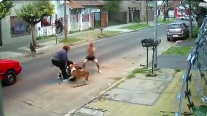 perros ataque calles argentina