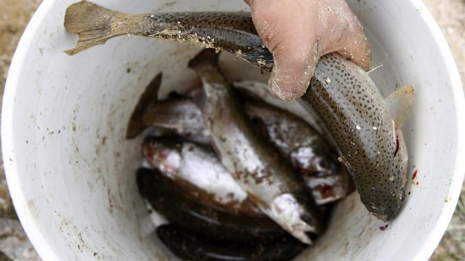 Inicialmente, el nuevo sello busca posicionar entre los consumidores internacionales la tilapia y la trucha, dos pescados cuyo cultivo contribuye a la conservación del medioambiente. EFE/Luis Eduardo Noriega/Archivo Pescado colombiano