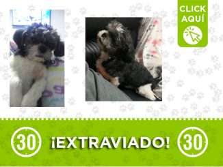 'Peter' se perdió en el barrio Las Brisas 1 peter