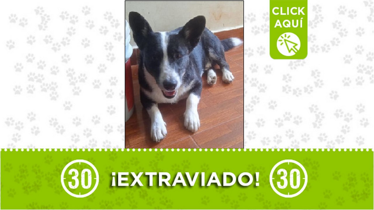 Perrito perdido en Bello