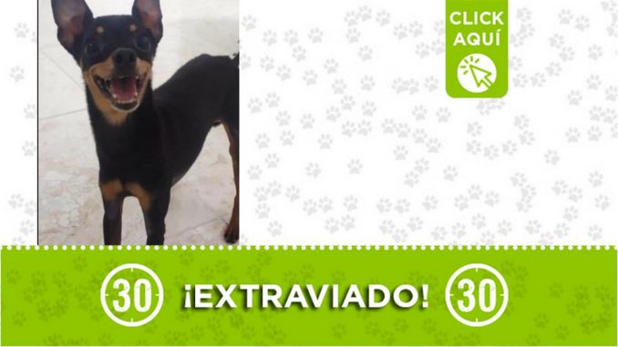 "Puppy" se extravió en Campo Valdés "Puppy" se extravió en Campo Valdés