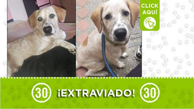 'Rocki' se perdió en Santa Cruz y sus dueños lo buscan 'Rocki' se perdió en Santa Cruz y sus dueños lo buscan