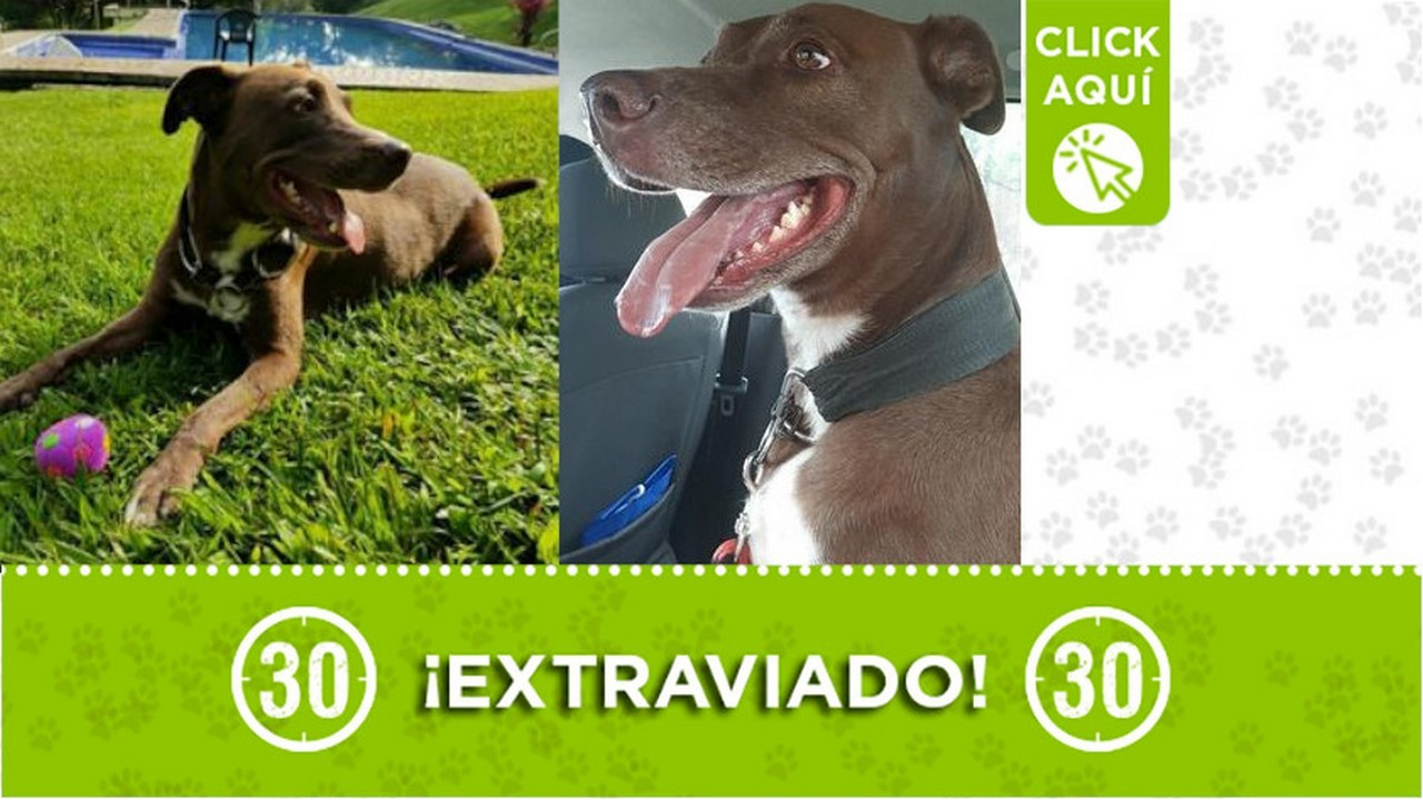 "Rocky" se extravió en Itagüí ¿Lo ha visto?