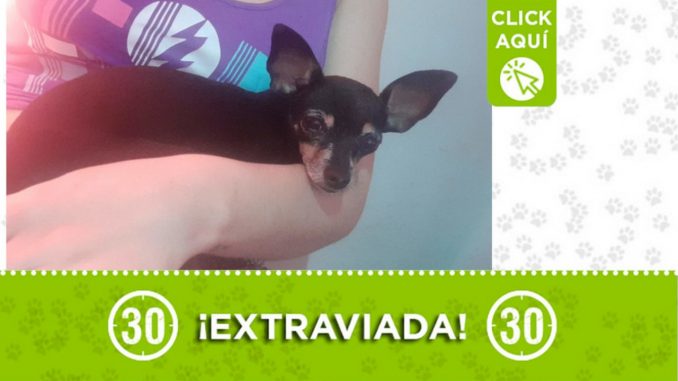 "Sacha" está perdida ¿La ha visto? "Sacha" está perdida ¿La ha visto?
