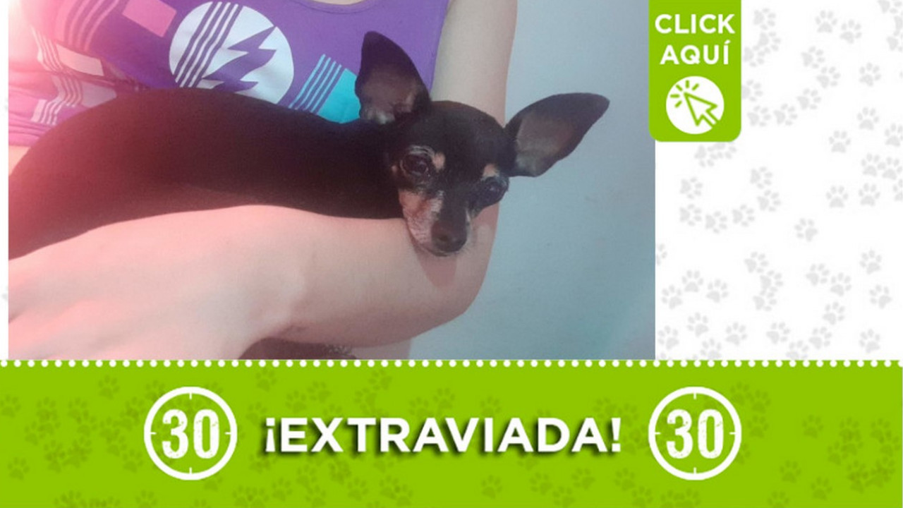 "Sacha" está perdida ¿La ha visto?